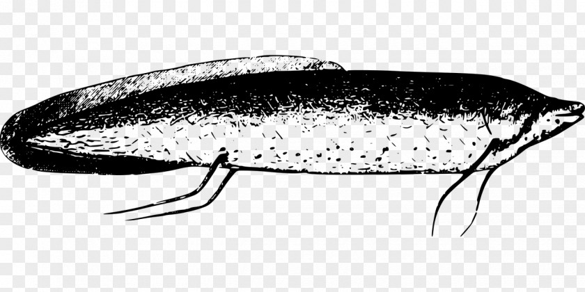 Lake Sardine Oily Fish Herring Drawing /m/02csf PNG