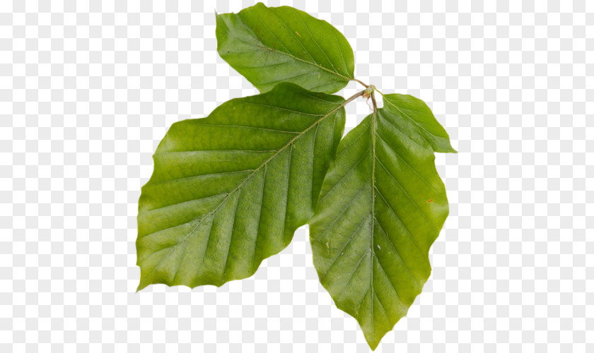 Leaf Deciduous Plant Stem Branching PNG