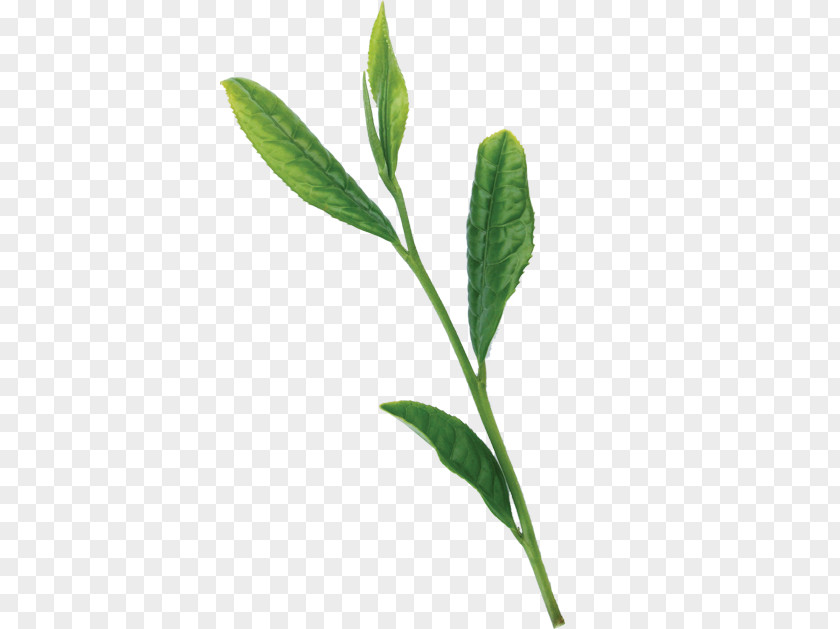 Leaf Plant Stem Herb PNG