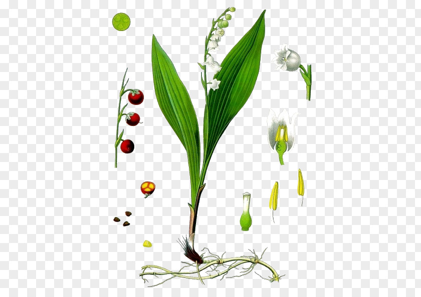 Lily Of The Valley Transparent Image Kxf6hlers Medicinal Plants Lilium Flower PNG