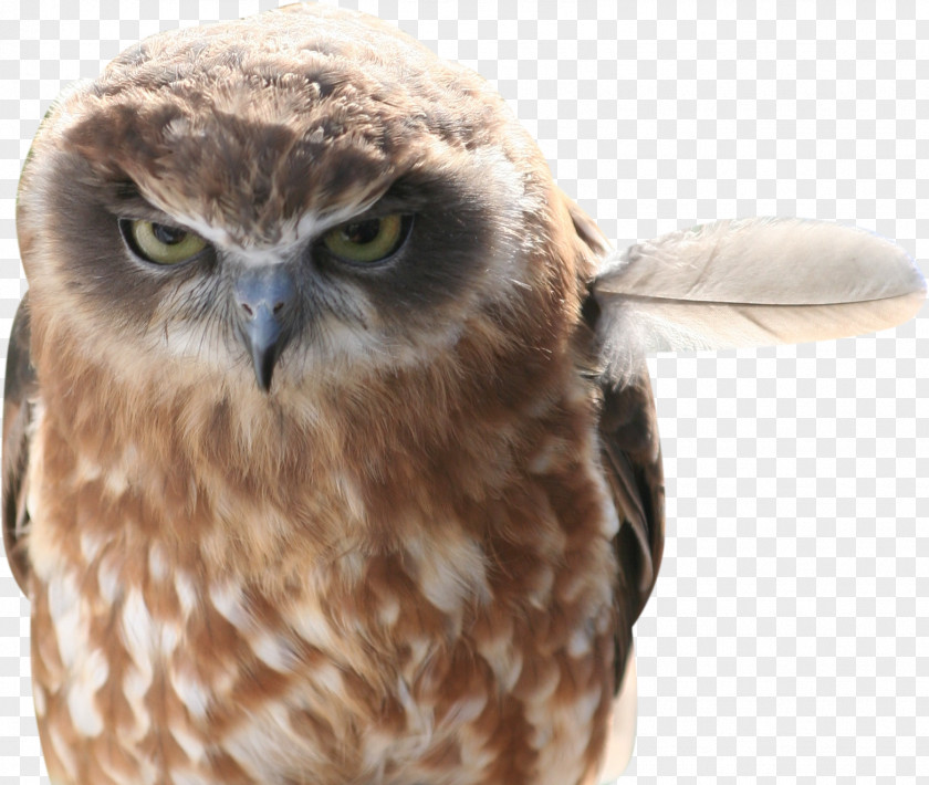 Owl Baby Owls Bird Feather Humour PNG