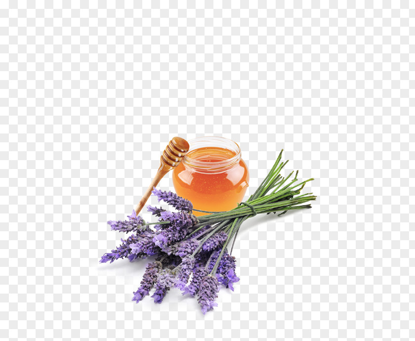 Perfume English Lavender Oil Essential Health PNG