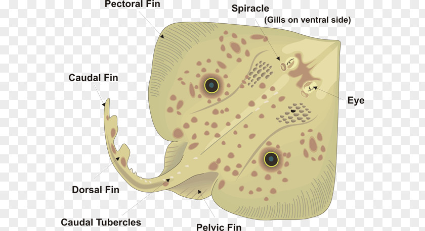 Ray Fish Common Skate Batoidea Anatomy Ventraal PNG