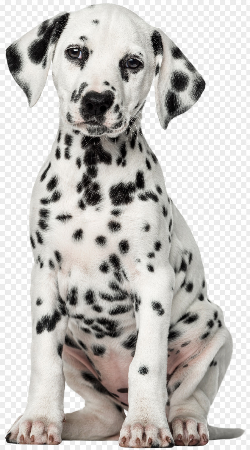 White Dog Dalmatian Puppy Pet Labrador Retriever Clip Art PNG