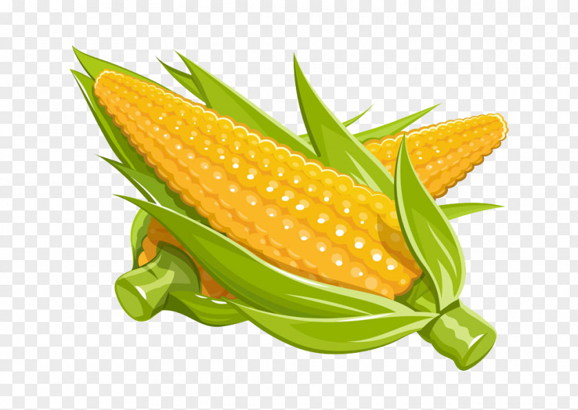 Corn Maize Euclidean Vector Illustration PNG