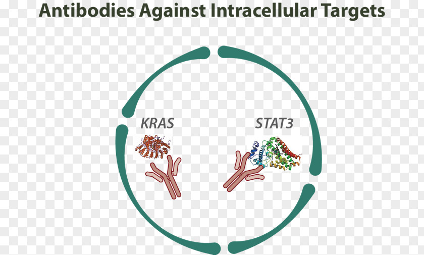 Monoclonal Antibody Therapy Humanized Intracellular PNG