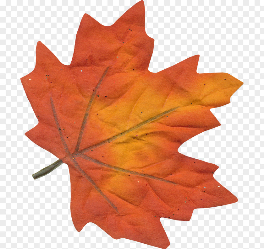 Silver Maple Sweet Gum Red Leaf PNG