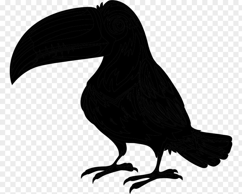 Bird Toucan Parrot Image PNG
