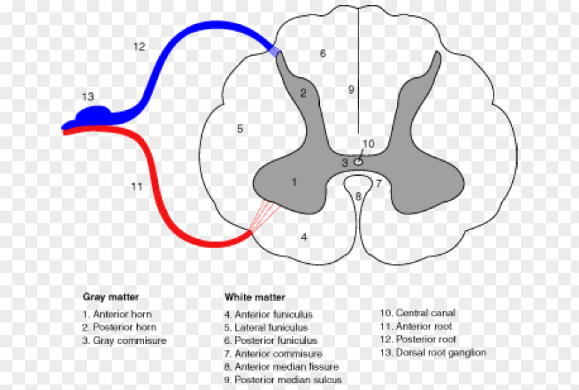Brain Spinal Cord Medulla Oblongata Anterior Artery Vertebral Column Central Nervous System PNG