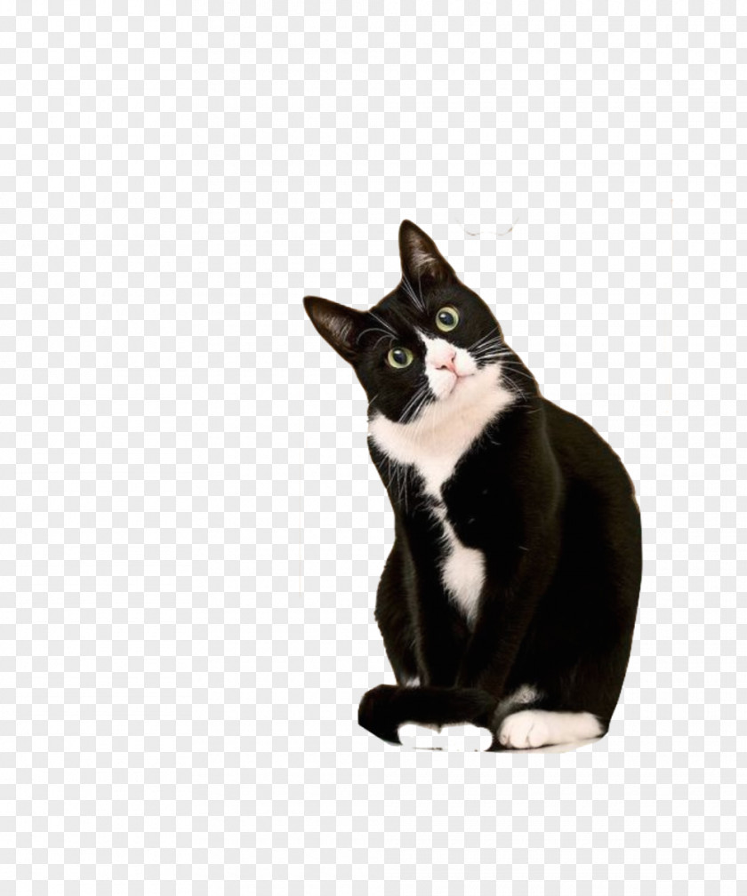 Cat Pattern Printing Kitten Cornish Rex Bicolor Tuxedo Suit PNG