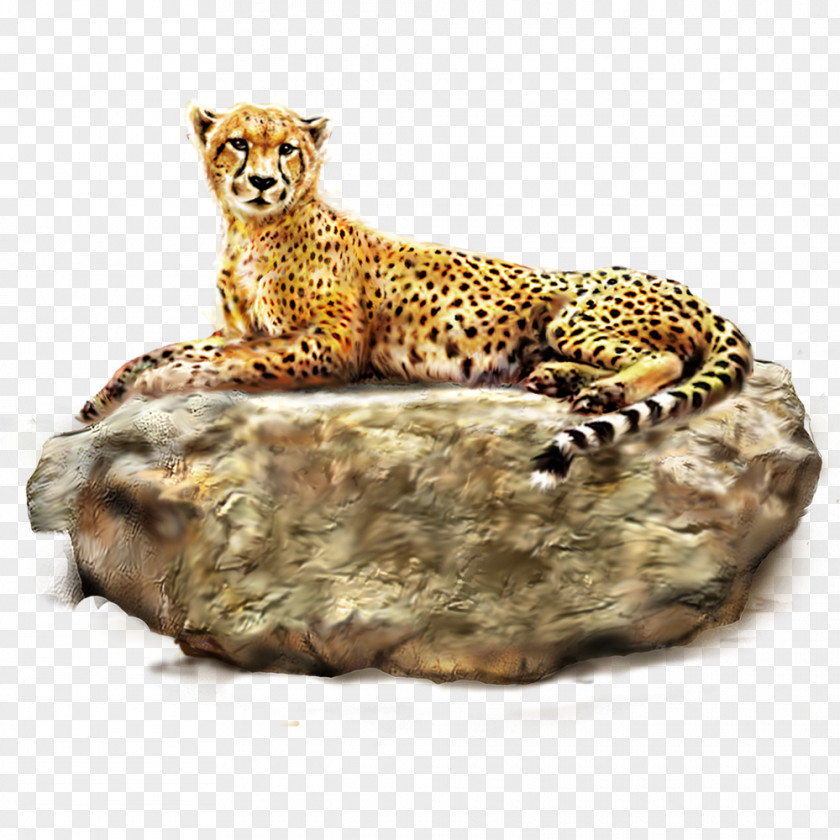 Cheetah Leopard Lion Tiger PNG