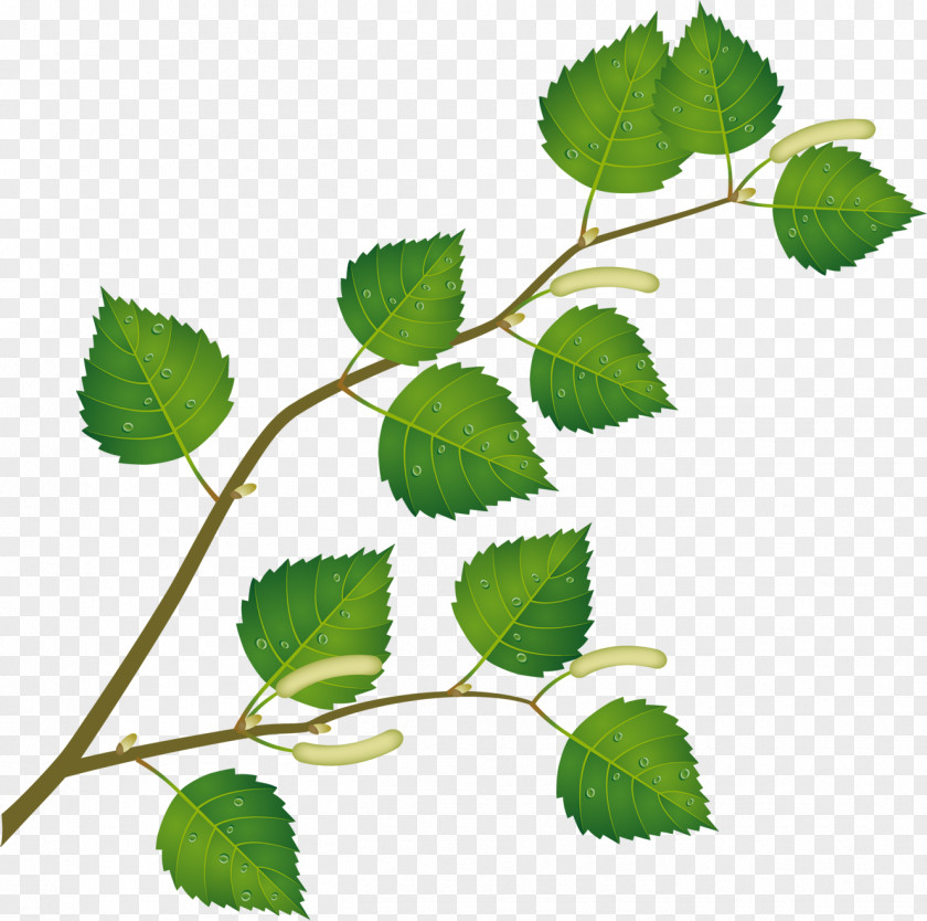 Claw Leaf Birch Tree Branch Clip Art PNG