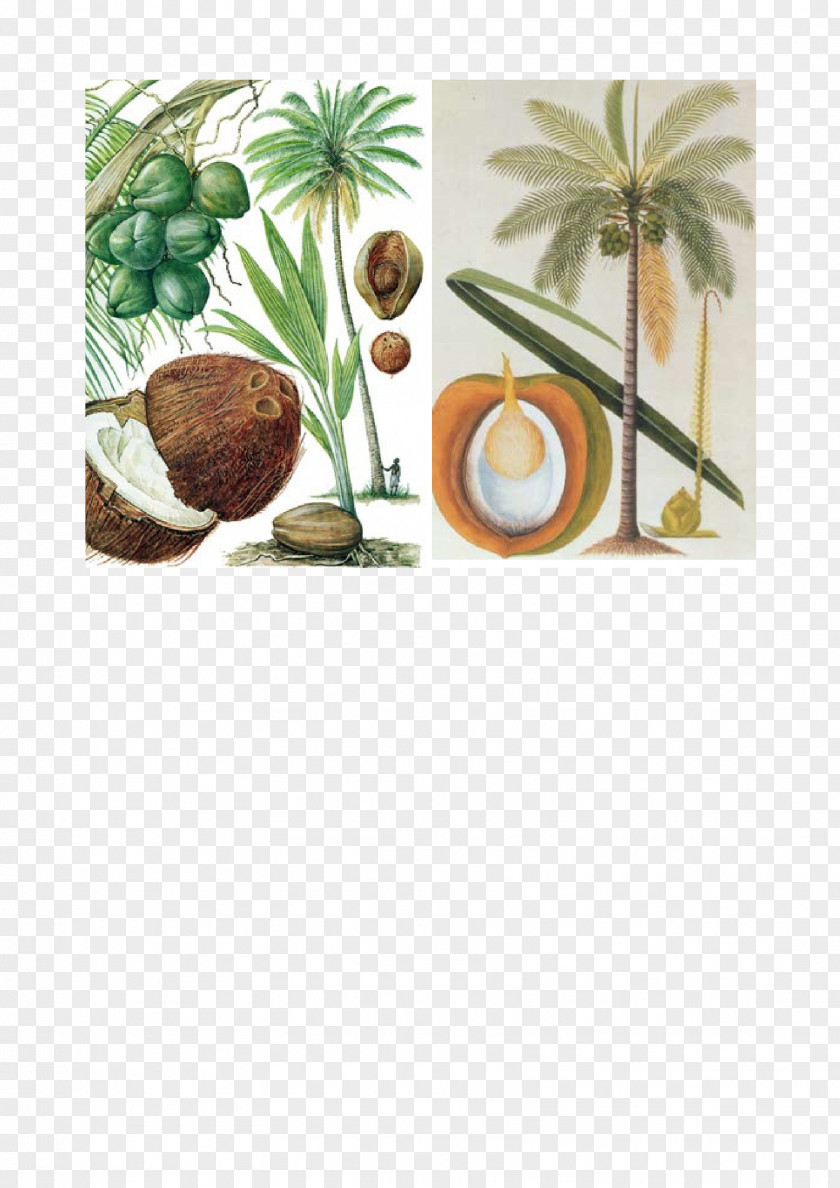 Coconut Botanical Illustration Botany Plant PNG