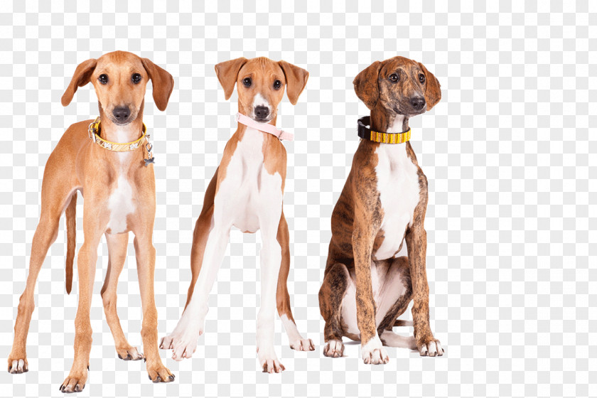 Dog Breed Lurcher Azawakh Sloughi Greyhound Whippet PNG