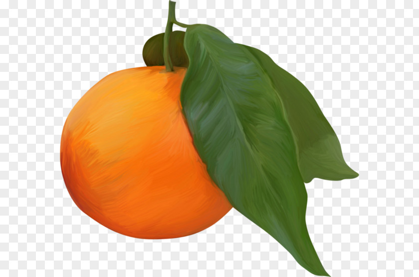 Orange Clementine Juice Fruit PNG