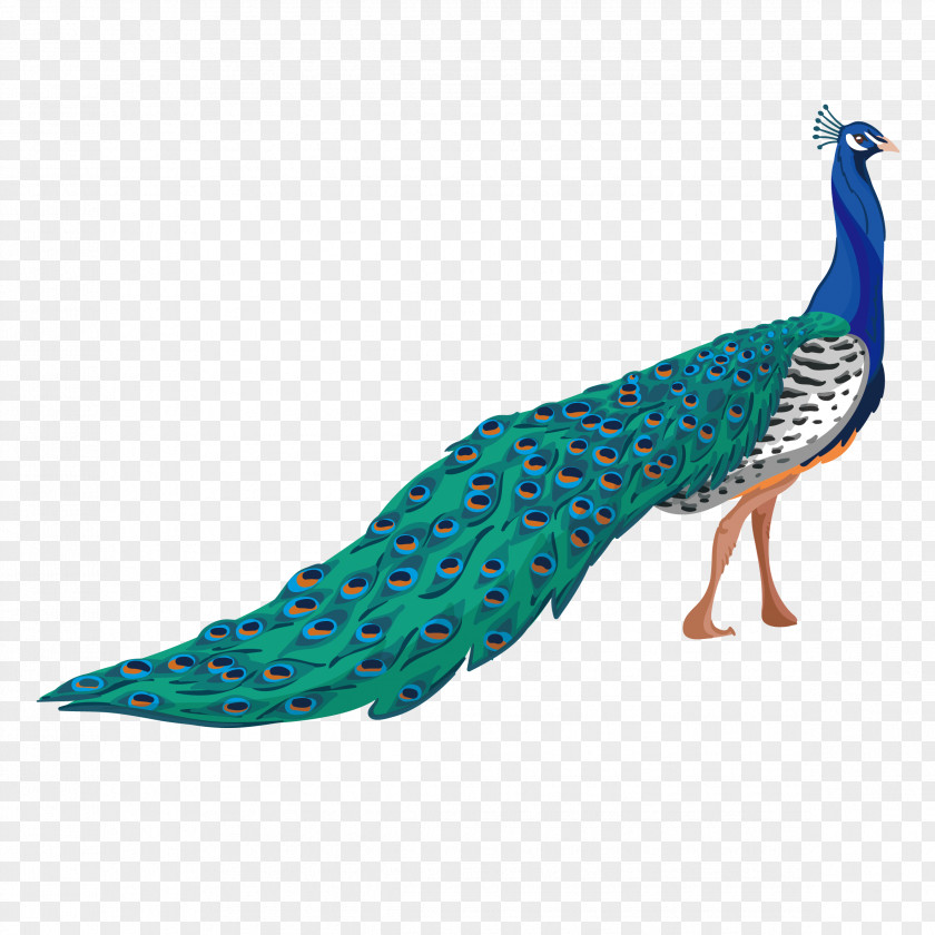 Peacock Peafowl Adobe Illustrator PNG