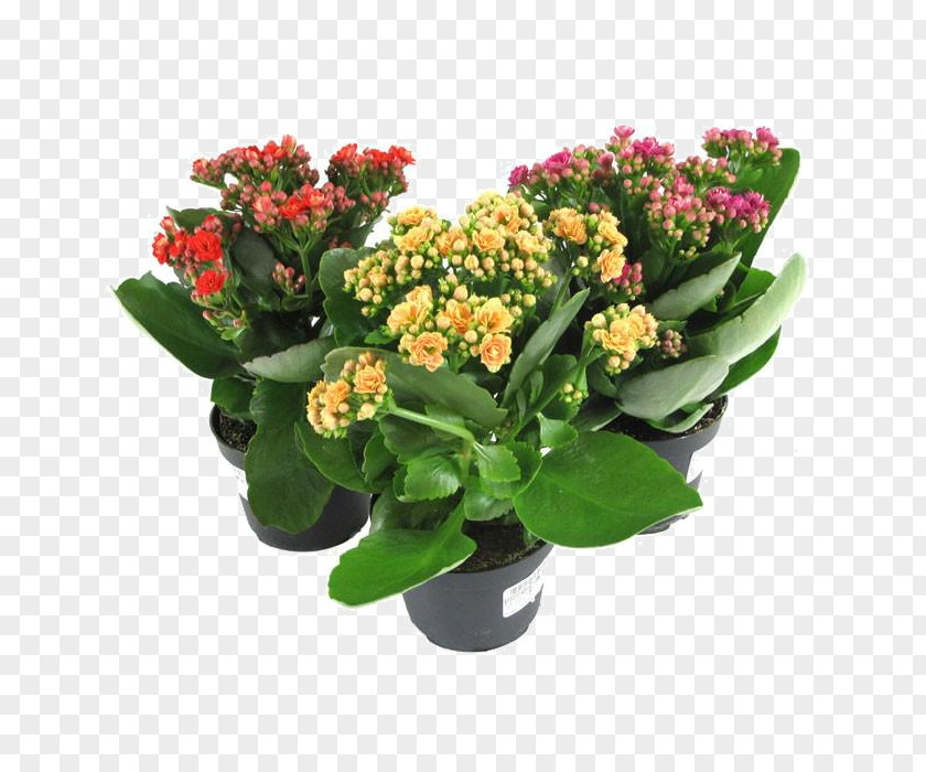 Plants Florist Kalanchoe Houseplant Succulent Plant Flower PNG