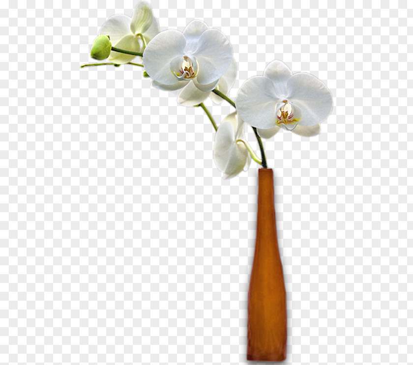 Vase Cut Flowers Moth Orchids PNG
