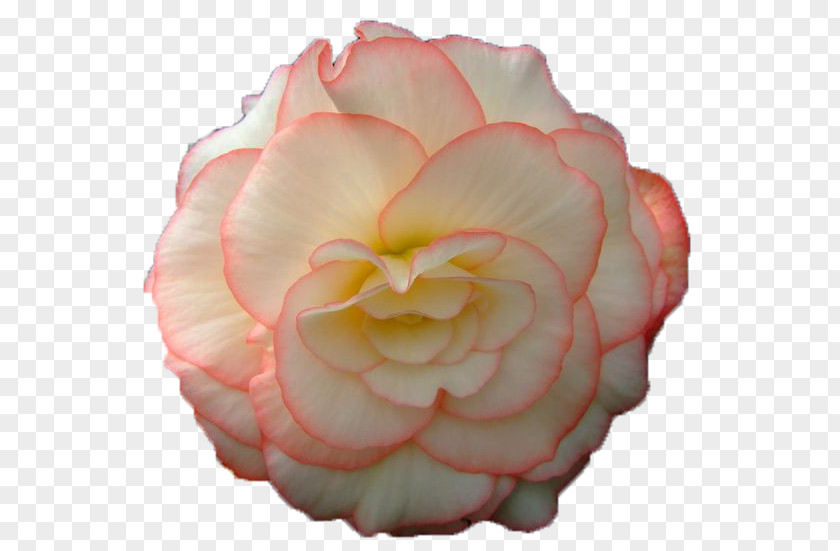 Animation Computer Garden Roses GIF Flower PNG