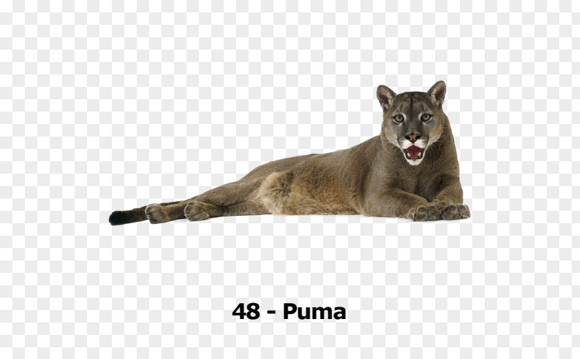 Lion Cougar Cat Felidae Tiger PNG