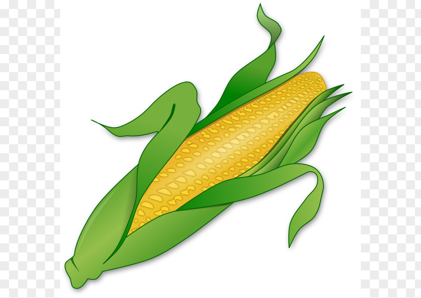 Okra Cliparts Corn On The Cob Candy Maize Sweet Clip Art PNG
