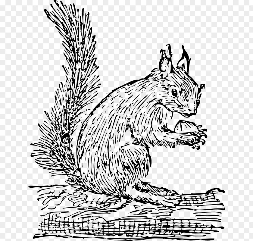 Realistic Almond Nuts Vector Tree Squirrel Eastern Gray Clip Art PNG