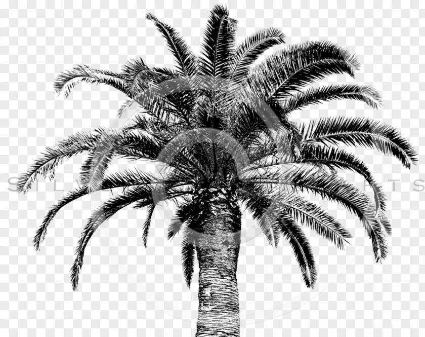 Terrestrial Plant Coconut Tree Cartoon PNG