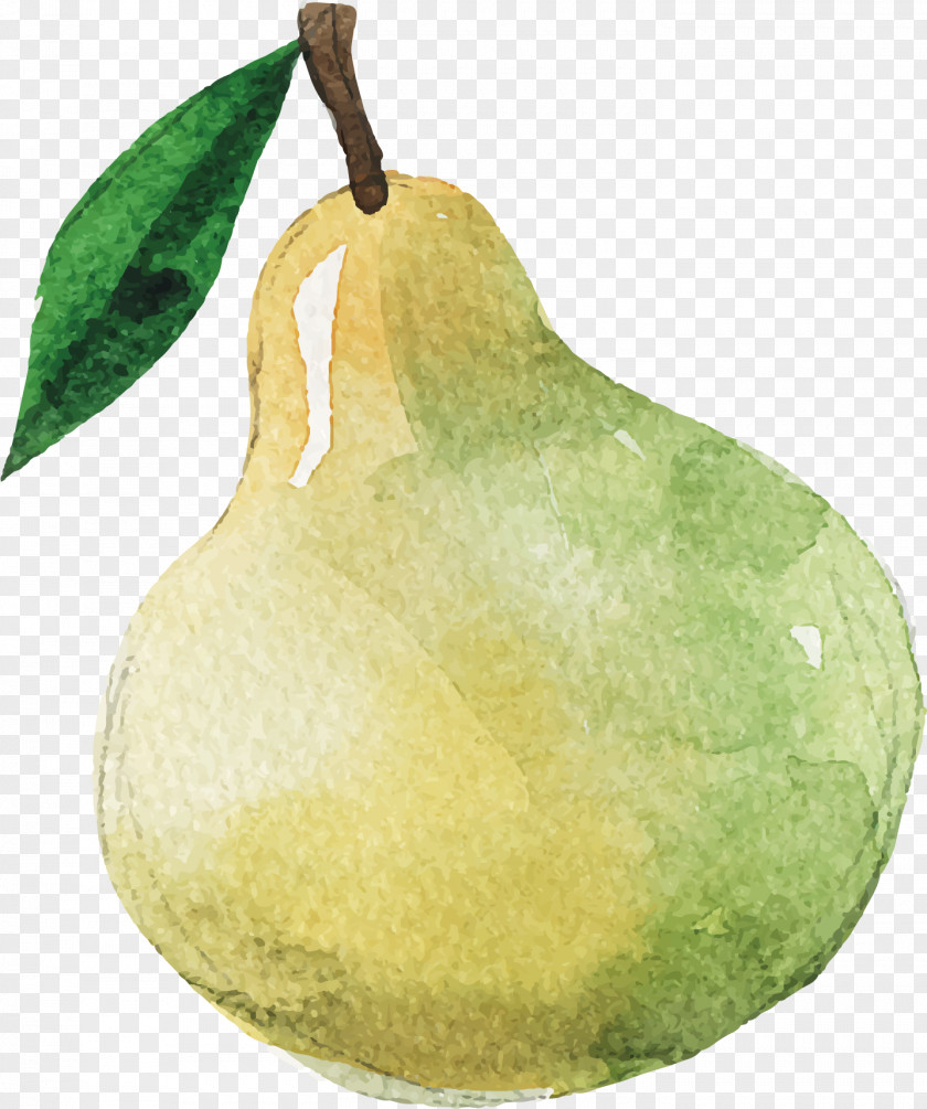 Hand-painted Pear Pyrus Nivalis Bitter Melon Clip Art PNG