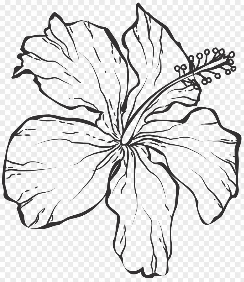 Line Drawing Flowers Art Black And White PNG