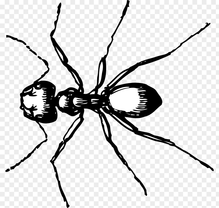 Pictures Of A Carpenter Ant Line Art Clip PNG