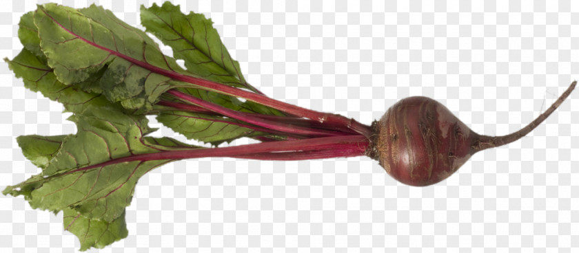 Beet PNG clipart PNG