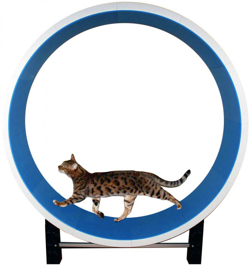 Cat Exercising Cliparts Tree Kitten Felidae Wheel PNG