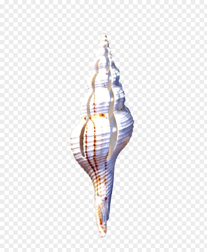 Conch HD Clips Download Google Images Ocean Computer File PNG
