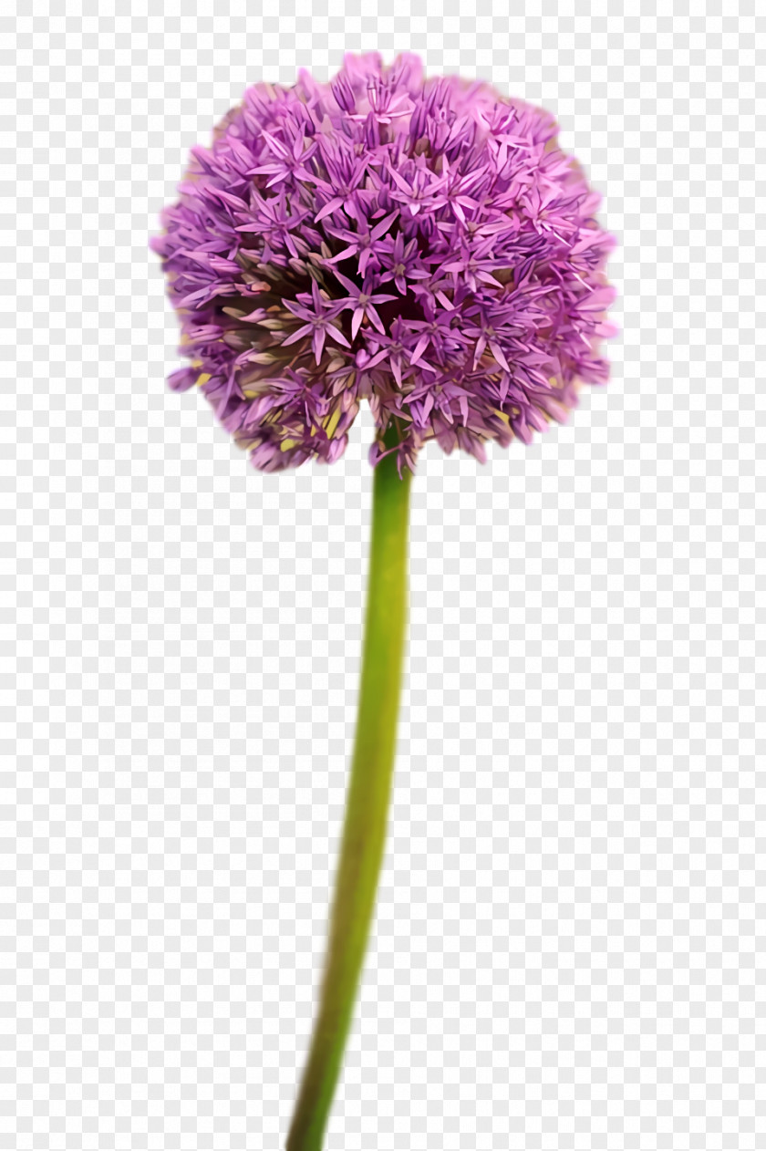 Flower Bouquet PNG