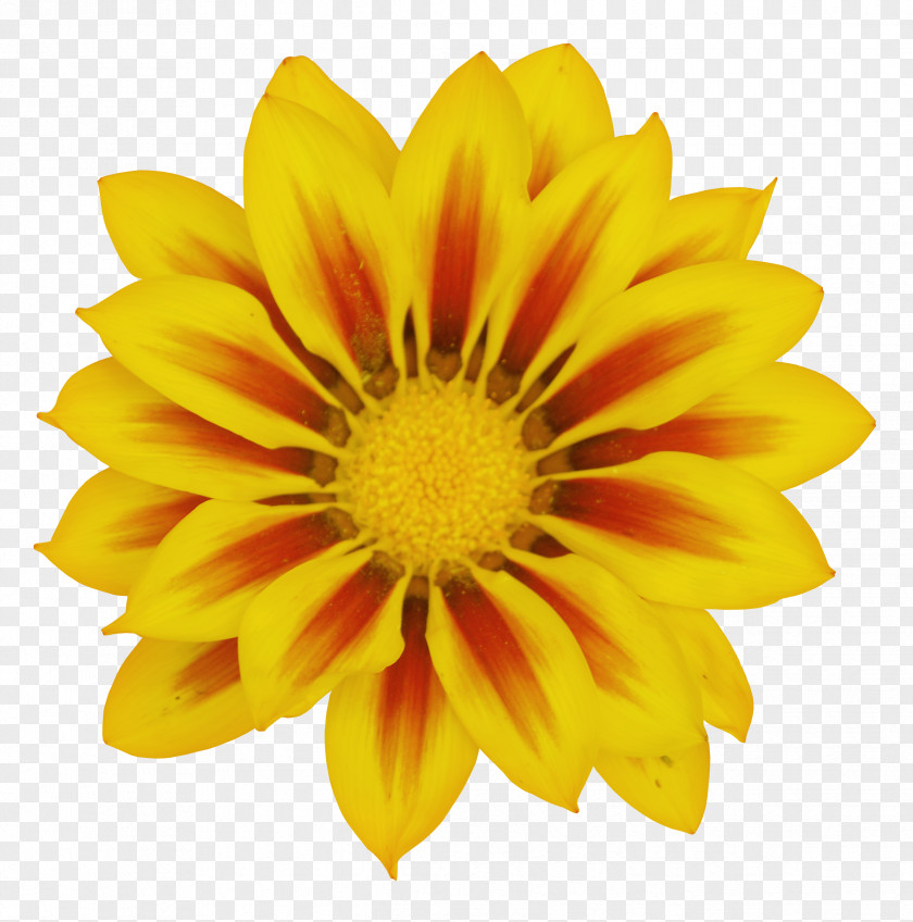 Gazania Common Daisy Transvaal Yellow Flower Clip Art PNG