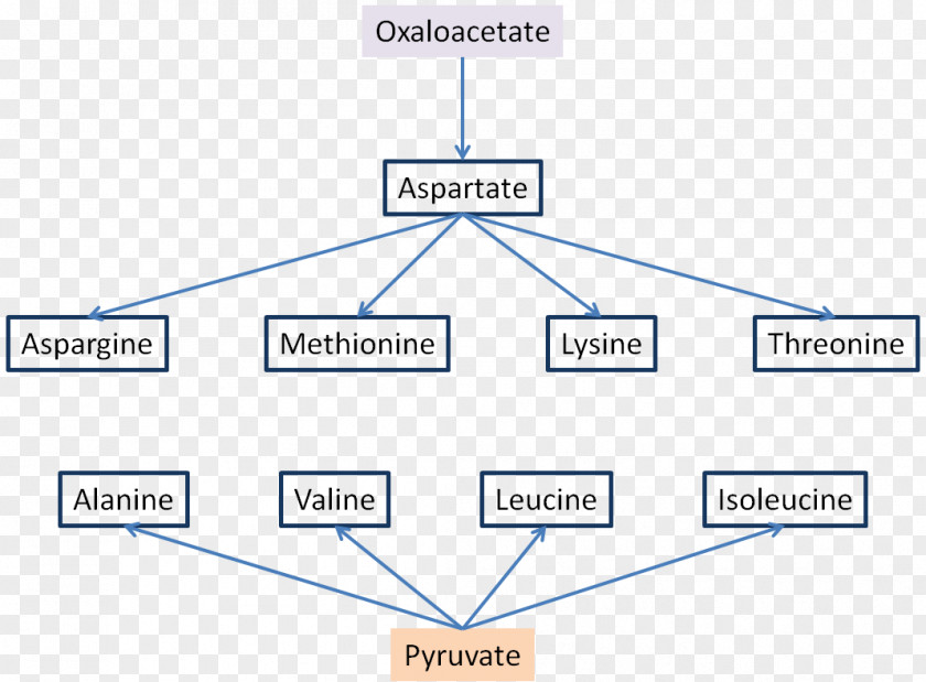 Oxaloacetic Acid Amino Synthesis Organic PNG