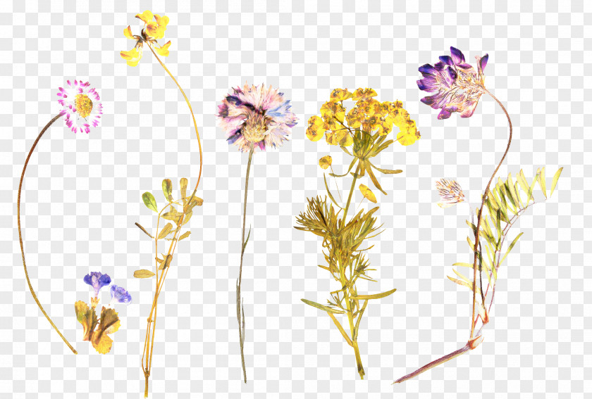 Plant Stem Wildflower Flowers Background PNG