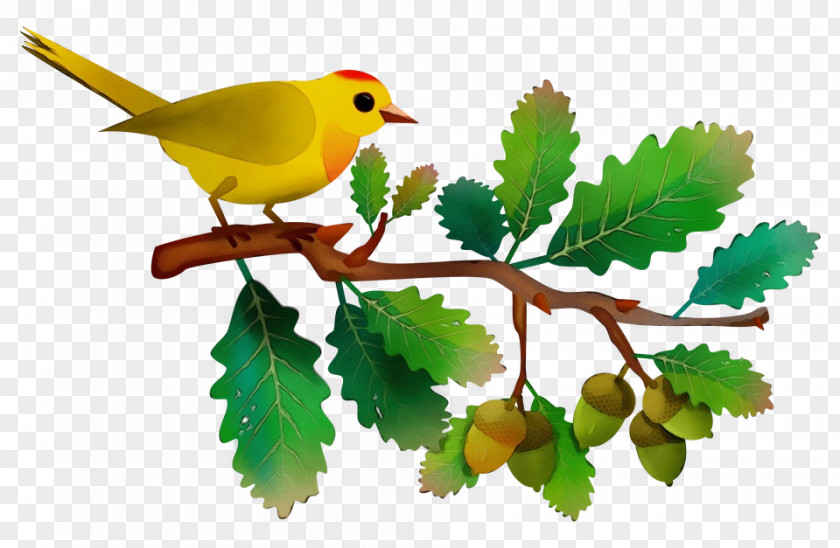 Scarlet Tanager Atlantic Canary Oak Tree Drawing PNG
