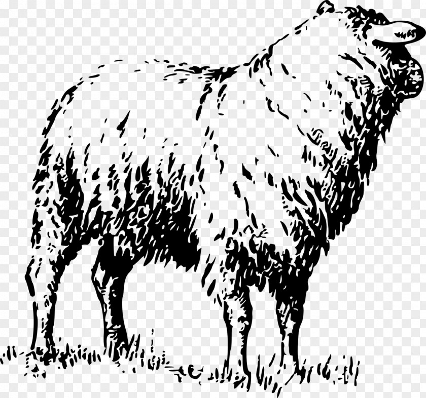 Sheep Badger Face Welsh Mountain Cattle Merino Livestock PNG