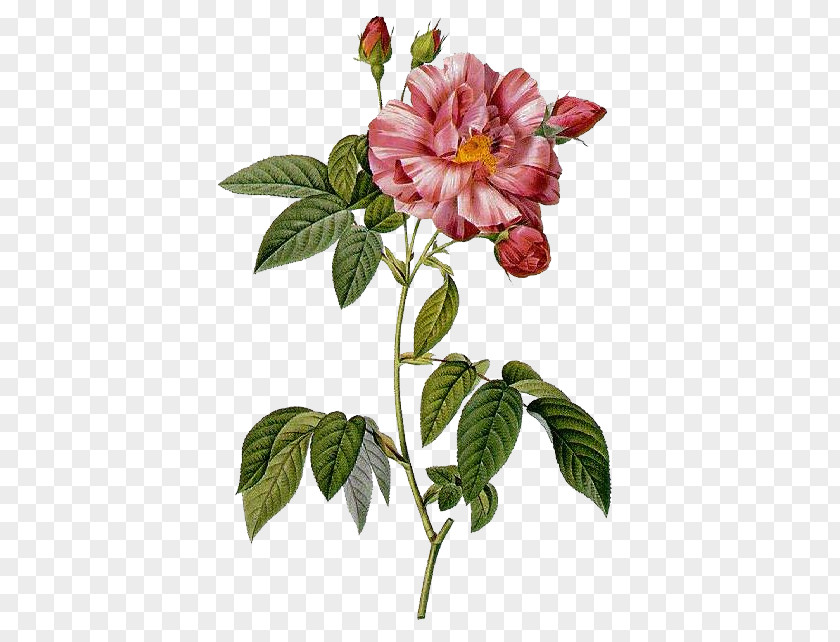 China Rose California Wild Pink Flowers Background PNG