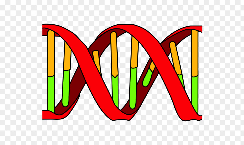 DNA Replication Polymerase Nucleic Acid Double Helix PNG