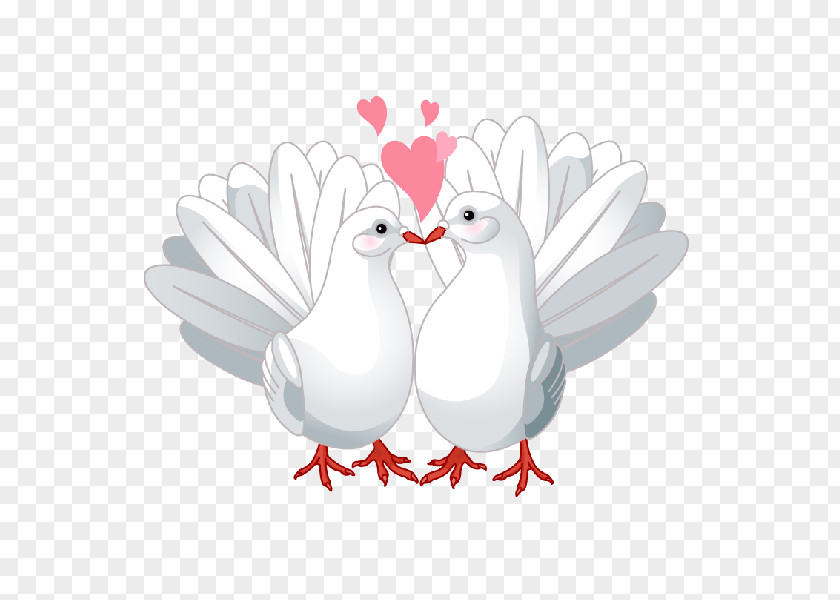 DOVE Columbidae Lovebird Doves As Symbols Clip Art PNG