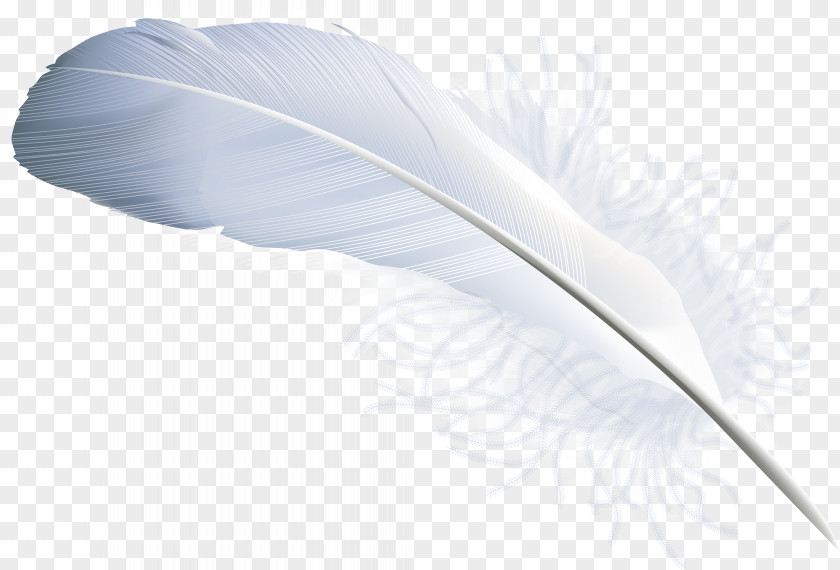Feather Vector Material Quill Angle PNG