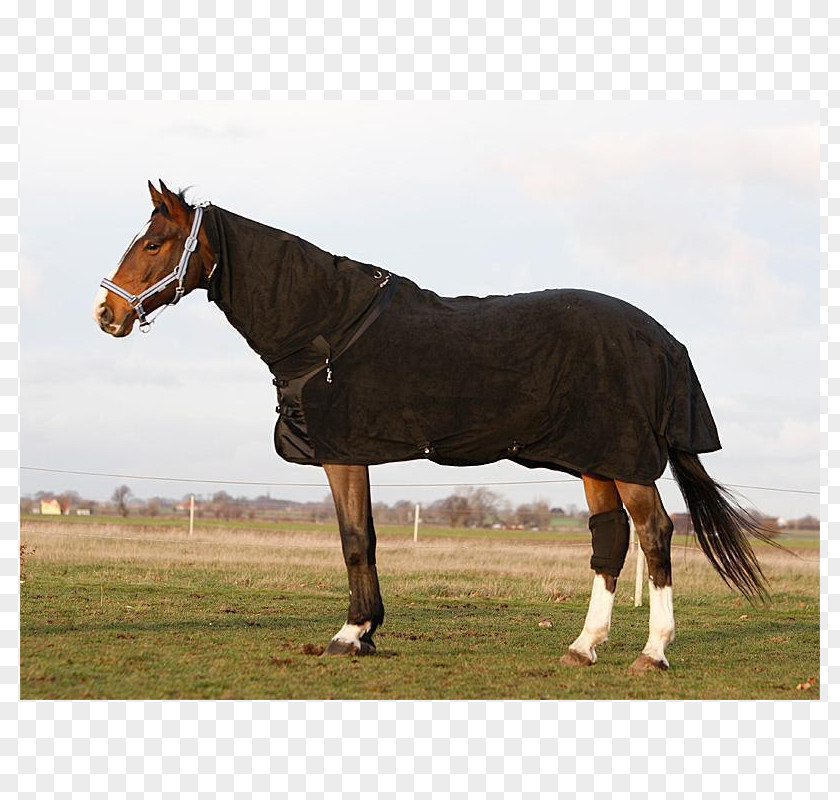 ÑˆÑ€Ð¸Ñ„Ñ‚ Supreme ÑÐºÐ°Ñ‡Ð°Ñ‚ÑŒ Halter Stallion Equestrian Bridle Pony PNG