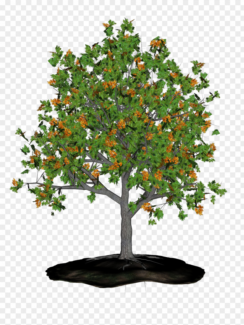 Tree Clip Art Image Desktop Wallpaper PNG