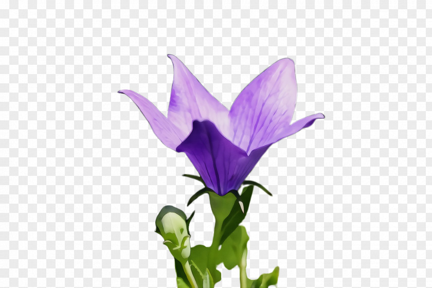 Balloon Flower Crocus Flowering Plant Petal Purple PNG