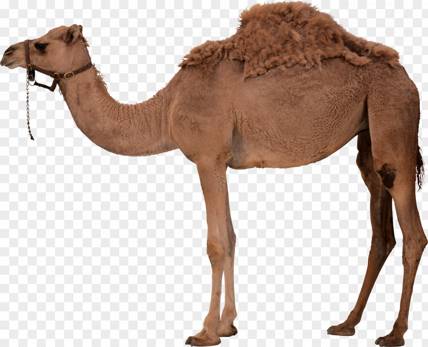 Camel 7 Dromedary Bactrian Desert PNG