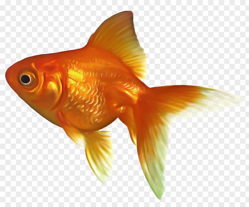 Cyprinidae Rayfinned Fish Cartoon PNG