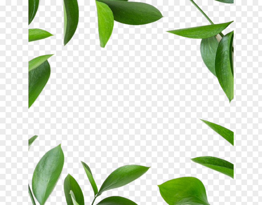 Green Leaf Background Decoration Icon PNG