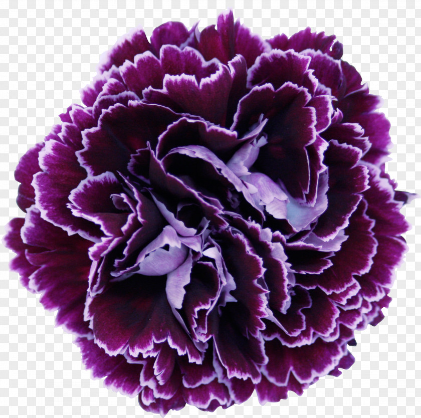 Blueberry Growing Carnations Cut Flowers Floral Design PNG
